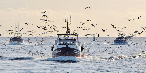 النشرة البحرية الخاصة بالصيد البحري admin