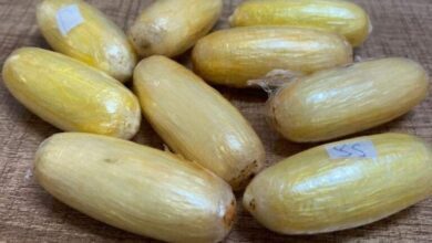 المخدرات والمؤثرات العقلية